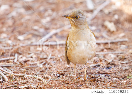 餌を探す可愛いシロハラ（ヒタキ科）。東京都文京区小石川植物園-2024年3月 116959222
