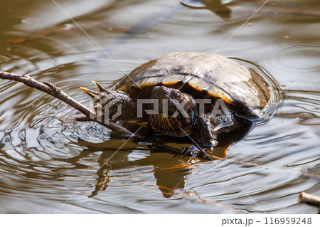 水面から顔を出すミシシッピアカミミガメ（イシガメ科）。東京都文京区小石川植物園-2024年3月 116959248