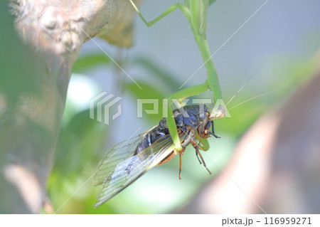 カマキリに捕食されたセミ　サルスベリの木 116959271
