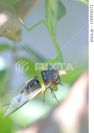カマキリに捕食されたセミ サルスベリの木 カマキリに捕食されたセミ サルスベリの木 116959272