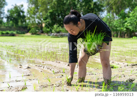 Amateur Asian man tests and tries to transplant rice seedlings in paddy rice field in the open sky day. 116959313