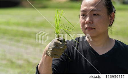 Amateur Asian man tests and tries to transplant rice seedlings in paddy rice field in the open sky day. Amateur Asian man tests and tries to transplant rice seedlings in paddy rice field in the open sky day. 116959315