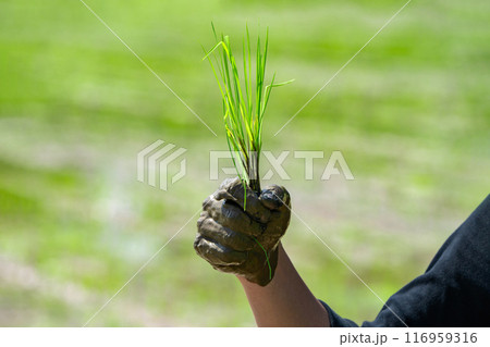 Close up to Asian man's hand hold the rice with mud on his hand for transplant rice seedlings in paddy rice. 116959316