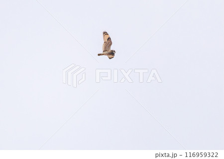 夕暮れに狩りのために葦原を飛翔する美しいコミミズク（フクロウ科）。埼玉県鴻巣市市荒川河川敷-2024 116959322