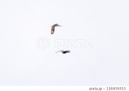 夕暮れに飛翔しながらカラスと戦う美しいコミミズク（フクロウ科）。埼玉県鴻巣市市荒川河川敷-2024年 116959353