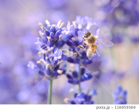 ラベンダー畑で蜜を集めるミツバチ ラベンダー畑で蜜を集めるミツバチ 116959369