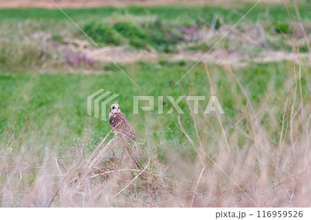 夕暮れの麦畑の枝で休む美しいコミミズク（フクロウ科）。埼玉県鴻巣市市荒川河川敷-2024年3月 116959526