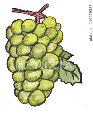 手描きの水彩画(絵手紙)「シャインマスカット」 手描きの水彩画(絵手紙)「シャインマスカット」 116959527
