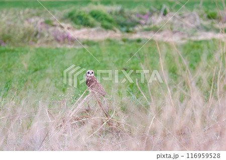 夕暮れの麦畑の枝で休む美しいコミミズク（フクロウ科）。埼玉県鴻巣市市荒川河川敷-2024年3月 116959528