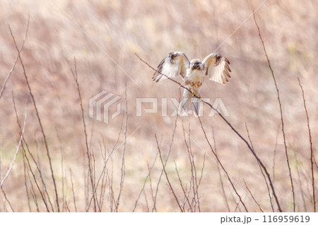 枝に飛びつく美しいノスリ（タカ科）。群馬県利根川河川敷-2024年3月 116959619