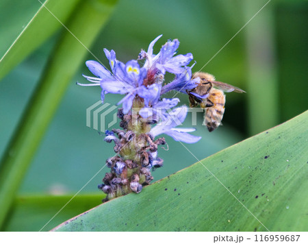 ポンテデリアの蜜を吸うミツバチ ポンテデリアの蜜を吸うミツバチ 116959687