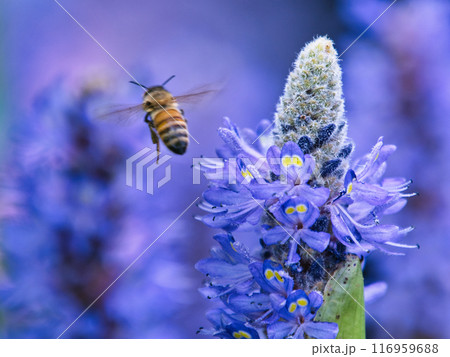 ラベンダーの蜜を探すミツバチ ラベンダーの蜜を探すミツバチ 116959688