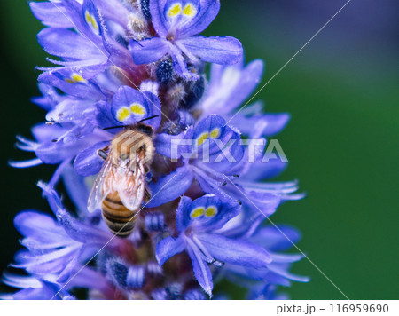 ポンテデリアの蜜を吸う蜜蜂 ポンテデリアの蜜を吸う蜜蜂 116959690