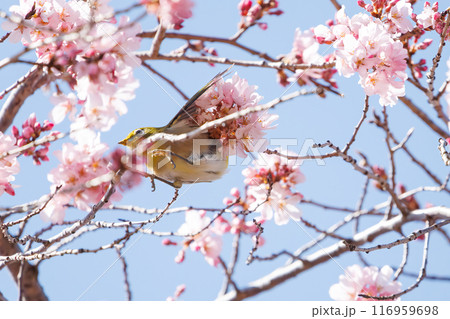 美しいシダレザクラの間を飛び回って花の蜜を吸う可愛いメジロ（メジロ科）。神奈川県横浜市三ツ池公園 116959698