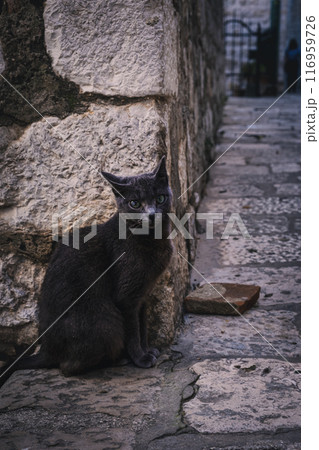 ドブロブニク旧市街の町ネコ ドブロブニク旧市街の町ネコ 116959726