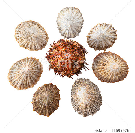 Beautiful ocean shells Beautiful ocean shells 116959766