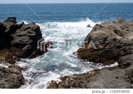 神奈川県城ヶ島の岩場に打ち寄せる波 116959800