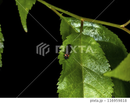 葉の上にいるヒメボタル 116959818