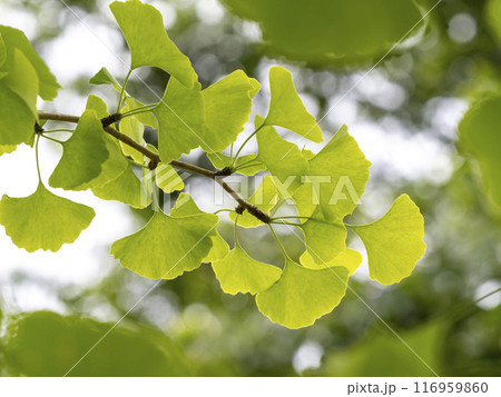 イチョウの葉 116959860