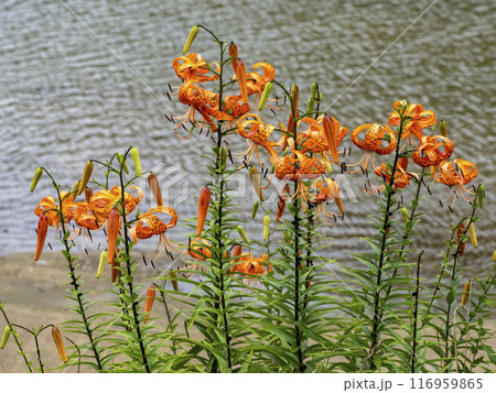 川べりの土手に咲くオニユリ 川べりの土手に咲くオニユリ 116959865