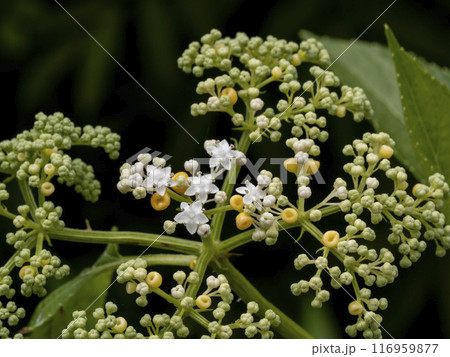 薬用植物のソクズの花 116959877