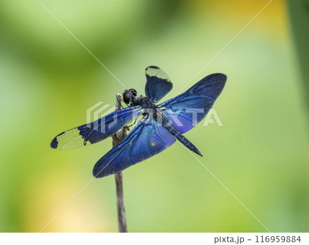 池の枯れ草にとまっているオスのチョウトンボ 池の枯れ草にとまっているオスのチョウトンボ 116959884