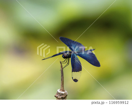 池の枯れ草にとまっているオスのチョウトンボ 116959912