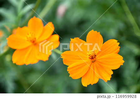 キバナコスモス（黄花秋桜） 116959928