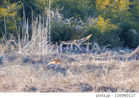 夕暮れに飛翔しながら同族で激しく争う美しいコミミズク（フクロウ科）。 埼玉県鴻巣市市荒川河川敷-20 116960117