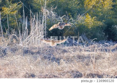 夕暮れに飛翔しながら同族で激しく争う美しいコミミズク(フクロウ科)。 埼玉県鴻巣市市荒川河川敷-20 夕暮れに飛翔しながら同族で激しく争う美しいコミミズク(フクロウ科)。 埼玉県鴻巣市市荒川河川敷-20 116960120