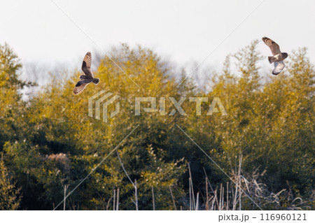 夕暮れに飛翔しながら同族で激しく争う美しいコミミズク（フクロウ科）。 埼玉県鴻巣市市荒川河川敷-20 116960121