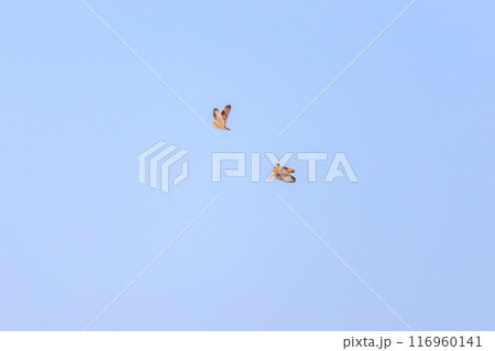 夕暮れに飛翔しながら同族で激しく争う美しいコミミズク（フクロウ科）。 埼玉県鴻巣市市荒川河川敷-20 116960141