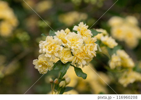 Beautiful Yellow Banksia Rose in the garden Beautiful Yellow Banksia Rose in the garden 116960208