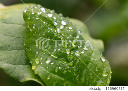 Large beautiful drops of transparent rain water on a green leaf macro. Beautiful leaf texture in nature. Natural background Large beautiful drops of transparent rain water on a green leaf macro. Beautiful leaf texture in nature. Natural background 116960215