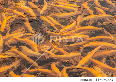 Countless trout swimming in the fish tank of a fish farm Countless trout swimming in the fish tank of a fish farm 116960223