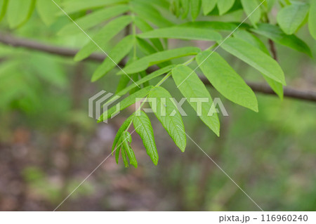 young green leaves on a Pterocarya branch in the park on a spring day young green leaves on a Pterocarya branch in the park on a spring day 116960240