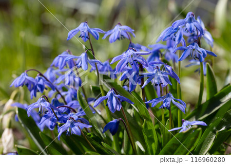 Siberian squill Scilla siberica . General view of the flowering plant Siberian squill Scilla siberica . General view of the flowering plant 116960280