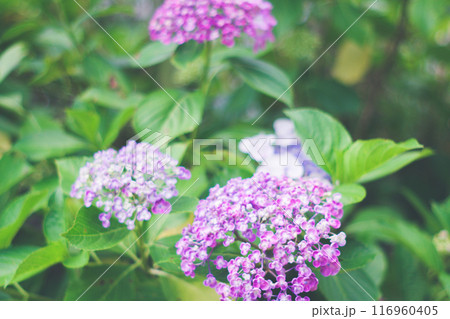 梅雨の晴れ間に咲く紫陽花 116960405