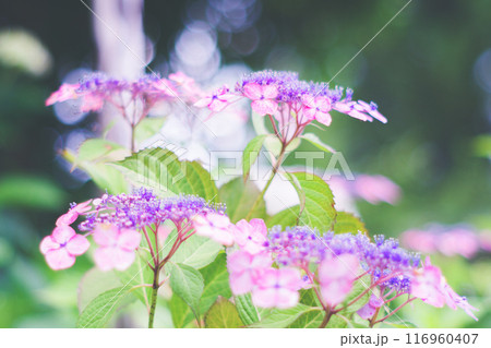 梅雨の晴れ間に咲く紫陽花 梅雨の晴れ間に咲く紫陽花 116960407