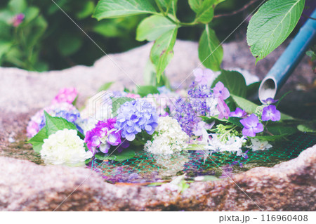 水に浮かぶ紫陽花 116960408