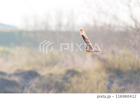 夕暮れに狩りのために葦原を飛翔する美しいコミミズク（フクロウ科）。 埼玉県鴻巣市市荒川河川敷2024 116960412