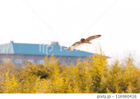 夕暮れに狩りのために葦原を飛翔する美しいコミミズク（フクロウ科）。 埼玉県鴻巣市市荒川河川敷2024 116960416