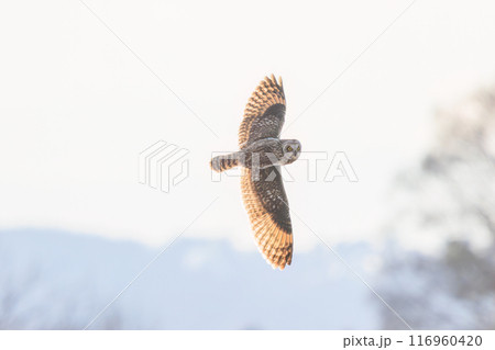 夕暮れに狩りのために葦原を飛翔する美しいコミミズク（フクロウ科）。 埼玉県鴻巣市市荒川河川敷2024 116960420