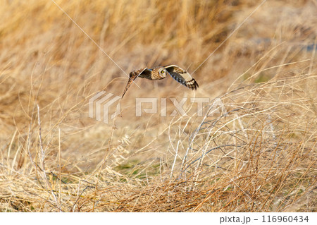 夕暮れに狩りのために葦原を飛翔する美しいコミミズク（フクロウ科）。 埼玉県鴻巣市市荒川河川敷2024 116960434