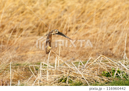夕暮れに狩りのために葦原を飛翔する美しいコミミズク（フクロウ科）。 埼玉県鴻巣市市荒川河川敷2024 116960442