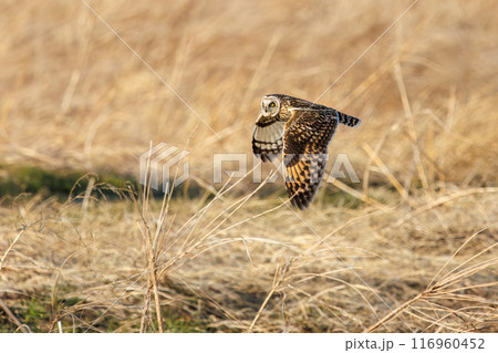 夕暮れに狩りのために葦原を飛翔する美しいコミミズク（フクロウ科）。 埼玉県鴻巣市市荒川河川敷2024 116960452