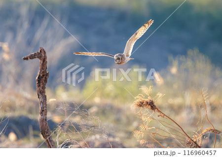 夕暮れに狩りのために葦原を飛翔する美しいコミミズク（フクロウ科）。 埼玉県鴻巣市市荒川河川敷2024 116960457