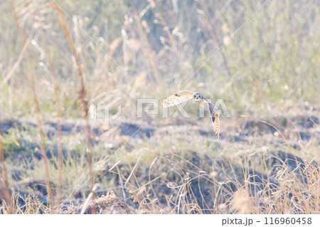 夕暮れに狩りのために葦原を飛翔する美しいコミミズク（フクロウ科）。 埼玉県鴻巣市市荒川河川敷2024 116960458