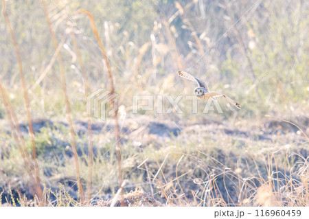 夕暮れに狩りのために葦原を飛翔する美しいコミミズク（フクロウ科）。 埼玉県鴻巣市市荒川河川敷2024 116960459