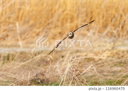 夕暮れに狩りのために葦原を飛翔する美しいコミミズク（フクロウ科）。 埼玉県鴻巣市市荒川河川敷2024 116960470